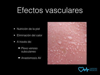 Efectos vasculares
• Nutrición de la piel
• Eliminación del calor
• A través de:
➡ Plexo venoso
subcutaneo
➡ Anastomosis AV
 