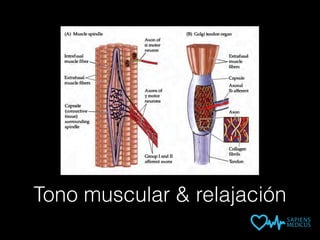 Tono muscular & relajación
 