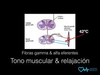 Tono muscular & relajación
Fibras gamma & alfa eferentes
42ºC
 