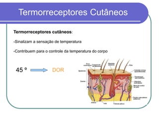 Termorreceptores Cutâneos
Termorreceptores cutâneos:
-Sinalizam a sensação de temperatura
-Contribuem para o controle da temperatura do corpo
45 º DOR
 
