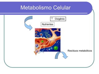 Metabolismo Celular
 Oxigênio
Nutrientes
Resíduos metabólicos
 