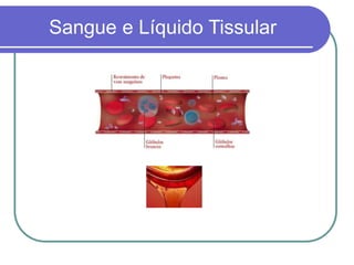 Sangue e Líquido Tissular
 