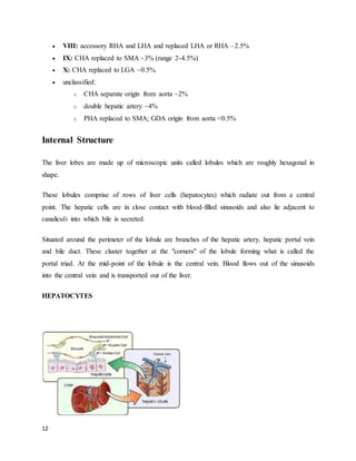 12
 VIII: accessory RHA and LHA and replaced LHA or RHA ~2.5%
 IX: CHA replaced to SMA ~3% (range 2-4.5%)
 X: CHA replaced to LGA ~0.5%
 unclassified:
o CHA separate origin from aorta ~2%
o double hepatic artery ~4%
o PHA replaced to SMA; GDA origin from aorta <0.5%
Internal Structure
The liver lobes are made up of microscopic units called lobules which are roughly hexagonal in
shape.
These lobules comprise of rows of liver cells (hepatocytes) which radiate out from a central
point. The hepatic cells are in close contact with blood-filled sinusoids and also lie adjacent to
canaliculi into which bile is secreted.
Situated around the perimeter of the lobule are branches of the hepatic artery, hepatic portal vein
and bile duct. These cluster together at the "corners" of the lobule forming what is called the
portal triad. At the mid-point of the lobule is the central vein. Blood flows out of the sinusoids
into the central vein and is transported out of the liver.
HEPATOCYTES
 