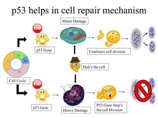 P53 Explaind Role of p53 gene | PPTX
