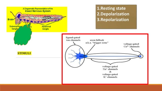 Structure and mode of action of synthetic Pyrethroids | PPTX ...