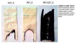 FABRIC FLAME TESTS
Flame-resistance fabrics.
From left to right: casein-
treated cotton, casein-
treated polyester, casein-
treated cotton-polyester
blend.
 