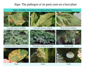 Plant Pathology Concept, Terms and disease symptoms | PPTX