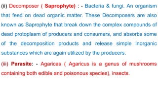 (ii) Decomposer ( Saprophyte) : - Bacteria & fungi. An organism
that feed on dead organic matter. These Decomposers are also
known as Saprophyte that break down the complex compounds of
dead protoplasm of producers and consumers, and absorbs some
of the decomposition products and release simple inorganic
substances which are again utilized by the producers.
(iii) Parasite: - Agaricas ( Agaricus is a genus of mushrooms
containing both edible and poisonous species), insects.
 