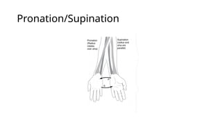 Terms of Movement, anatomy, flexion, extension | PPTX