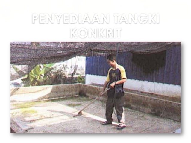 Ternakan ikan air tawar ting 2