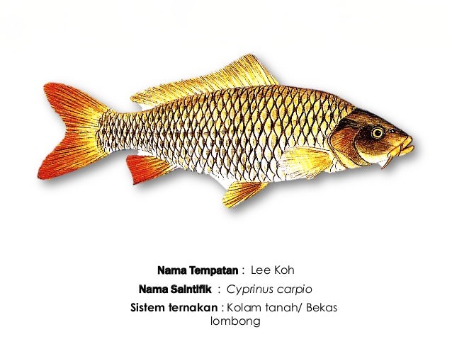 Ternakan ikan  air tawar ting 2