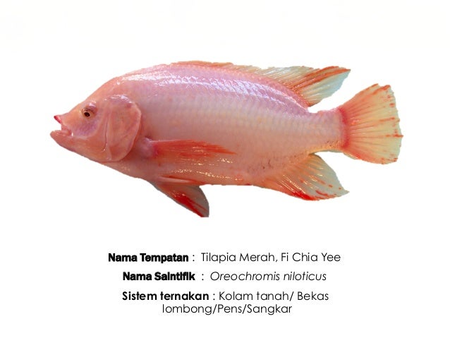 Nama Saintifik Ikan Air Masin - Cyprinus carpio sistem ternakan