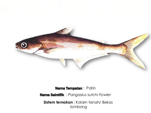 Ternakan ikan air tawar ting 2 Ternakan ikan air tawar ting 2