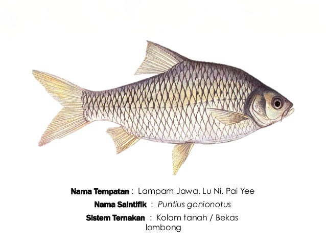 Nama Jenis Ikan Air Tawar Di Malaysia 