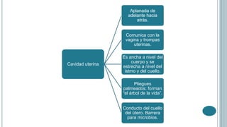 Cavidad uterina
Aplanada de
adelante hacia
atrás.
Comunica con la
vagina y trompas
uterinas.
Es ancha a nivel del
cuerpo y se
estrecha a nivel del
istmo y del cuello.
Pliegues
palmeados: forman
“el árbol de la vida”.
Conducto del cuello
del útero. Barrera
para microbios.
 