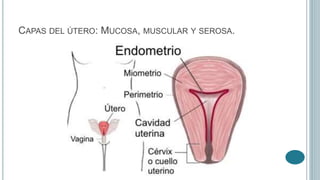 CAPAS DEL ÚTERO: MUCOSA, MUSCULAR Y SEROSA.
 