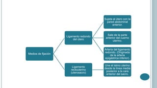 Medios de fijación
Ligamento redondo
del útero
Sujeta al útero con la
pared abdominal
anterior.
Sale de la parte
anterior del cuerno
uterino.
Arteria del ligamento
redondo. (Originada
de la arteria
epigástrica inferior).
Ligamento
rectouterino
(uterosacro)
Une el istmo uterino
desde la línea media
posterior a la cara
anterior del sacro.
 