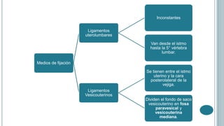 Medios de fijación
Ligamentos
uterolumbares
Inconstantes
Van desde el istmo
hasta la 5° vértebra
lumbar.
Ligamentos
Vesicouterinos
Se tienen entre el istmo
uterino y la cara
posterolateral de la
vejiga.
Dividen el fondo de saco
vesicouterino en fosa
paravesical y
vesicouterina
mediana.
 