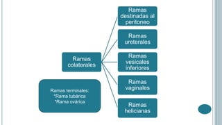 Ramas
colaterales
Ramas
destinadas al
peritoneo
Ramas
ureterales
Ramas
vesicales
inferiores
Ramas
vaginales
Ramas
helicianas
Ramas terminales:
*Rama tubárica
*Rama ovárica
 