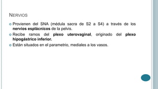 NERVIOS
 Provienen del SNA (médula sacra de S2 a S4) a través de los
nervios esplácnicos de la pelvis.
 Recibe ramos del plexo uterovaginal, originado del plexo
hipogástrico inferior.
 Están situados en el parametrio, mediales a los vasos.
 