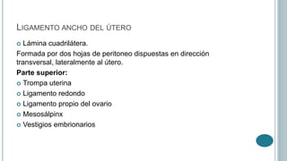 LIGAMENTO ANCHO DEL ÚTERO
 Lámina cuadrilátera.
Formada por dos hojas de peritoneo dispuestas en dirección
transversal, lateralmente al útero.
Parte superior:
 Trompa uterina
 Ligamento redondo
 Ligamento propio del ovario
 Mesosálpinx
 Vestigios embrionarios
 