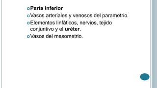 Parte inferior
Vasos arteriales y venosos del parametrio.
Elementos linfáticos, nervios, tejido
conjuntivo y el uréter.
Vasos del mesometrio.
 