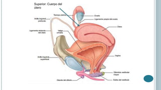 Superior: Cuerpo del
útero
 