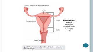 Istmo uterino:
Porción
intermedia,
estrecha, entre
el cuerpo y
cuello.
 