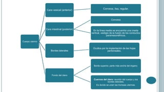 Cuerpo uterino
Cara vesical (anterior) Convexa, lisa, regular.
Cara intestinal (posterior)
Convexa
En la línea media se encuentra una cresta
vertical, vestigio de la fusión de los conductos
paramesonéfricos.
Bordes laterales
Ocultos por la implantación de las hojas
peritoneales.
Fondo del útero
Borde superior, parte más ancha del órgano.
Cuernos del útero: reunión del cuerpo y los
bordes laterales.
Es donde se unen las trompas uterinas.
 