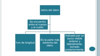 Istmo del útero
1cm de longitud.
Es la parte más
estrecha del
útero.
Indicado por un
surco visible
anterior y
lateralmente,
borrado
posteriormente.
Se encuentra
entre el cuerpo
y el cuello.
 