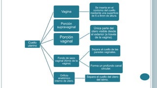 Cuello
uterino
Vagina
Se inserta en el
contorno del cuello
mediante una superficie
de 6 a 8mm de altura.
Porción
supravaginal
Porción
vaginal
Única parte del
útero visible desde
el exterior (a través
de la vagina).
Fondo de saco
vaginal (fórnix de la
vagina)
Separa al cuello de las
paredes vaginales.
Forma un profundo canal
circular.
Orificio
anatómico
interno de útero.
Separa el cuello del útero
del istmo.
 