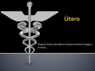 Útero,[object Object],Órgano hueco ubicado en la pelvis entre la vejiga y el recto.,[object Object]