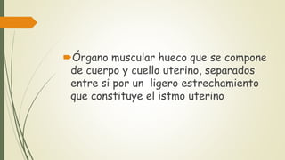 Órgano muscular hueco que se compone 
de cuerpo y cuello uterino, separados 
entre si por un ligero estrechamiento 
que constituye el istmo uterino 
 