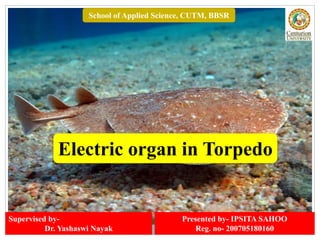 School of Applied Science, CUTM, BBSR
Presented by- IPSITA SAHOO
Reg. no- 200705180160
Supervised by-
Dr. Yashaswi Nayak
Electric organ in Torpedo
 