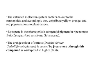 •The extended π-electron system confers colour to the
carotenoids, and accordingly they contribute yellow, orange, and
red pigmentations to plant tissues.
• Lycopene is the characteristic carotenoid pigment in ripe tomato
fruit (Lycopersicon esculente; Solanaceae).
•The orange colour of carrots (Daucus carota;
Umbelliferae/Apiaceae) is caused by β-carotene , though this
compound is widespread in higher plants.
 