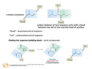 “Head” - branched end of isoprene
“Tail” - unbranched end of isoprene
2-methyl-1,3-butadiene
Finding the isoprene building block - cyclic compounds
 