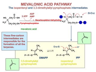 C
CH2
CH2
CH3
OH C
CH2
O
OH
OH
mevalonic acid
C
CH2
CH2
CH3
O C
CH2
O
O
O
P H
P P
:B-Enz
2 ATP
ADP
AMP
CH2
H
CH2
CH3
OPP
CH3
H
CH2
CH3
OPP
3,3-dimethylallyl
pyrophosphate
isopentenyl
pyrophosphate
Enz-B: H+
MEVALONIC ACID PATHWAY
The isopentenyl and 3,3-dimethylallyl pyrophosphate intermediates
These five-carbon
intermediates are
responsible for the
formation of all the
terpenes.
DMAPP IPP
Pyrophosphorylation
+ Decarboxylation+dehydration
 