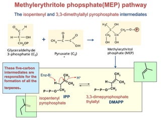 CH2
H
CH2
CH3
OPP
CH3
H
CH2
CH3
OPP
3,3-dimepyrophosphate
thylallyl
isopentenyl
pyrophosphate
Enz-B:
H+
Methylerythritole phopsphate(MEP) pathway
The isopentenyl and 3,3-dimethylallyl pyrophosphate intermediates
DMAPP
IPP
+
These five-carbon
intermediates are
responsible for the
formation of all the
terpenes.
 