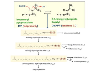 CH2
H
CH2
CH3
OPP
CH3
H
CH2
CH3
OPP
3,3-dimepyrophosphate
thylallyl
isopentenyl
pyrophosphate
Enz-B: H+
DMAPP (isoprene C5)IPP (isoprene C5)
 