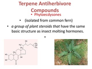 Terpene Antiherbivore
Compounds
• Phytoecdysones
• (isolated from common fern)
• a group of plant steroids that have the same
basic structure as insect molting hormones.
•
 