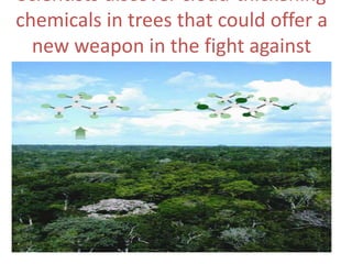 Scientists discover cloud-thickening
chemicals in trees that could offer a
new weapon in the fight against
global warming
 
