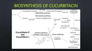 BIOSYNTHESIS OF CUCURBITACIN
 