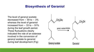 The level of geranyl acetate
decreased from ∼ 59 to ∼ 3%
whereas the level of geraniol
increased from ∼ 33 to ∼ 91%
during the leaf growth period.
These fluctuations clearly
indicated the role of an esterase
involved in the conversion of
geranyl acetate to geraniol
during leaf development (Fig)
Biosynthesis of Geraniol
 