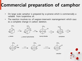 Commercial preparation of camphor
• On large scale camphor is prepared by α-pinene which is commercially a
vailable from turpentine oil.
• The reaction involves no. of wagner-meerwein rearrangement which caus
es a complete change in carbon skeleton.
21
C
H3
CH3
C
H3
CH3
Cl
H
H
CH3
Cl
C
H3 CH3
C
H2
C
H3 CH3
CH3
H
OAc
C
H3 CH3
CH3
OH
C
H3 CH3
CH3
O
C
H3 CH3
HCl
WMR
Base
-HCl
AcOH
H2SO4
NaOH C6H5NO2
 pinene  pinene hydrochloride bornyl chloride camphene
camphor
 