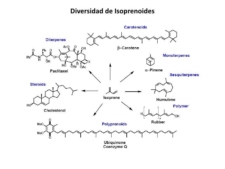 Terpenos