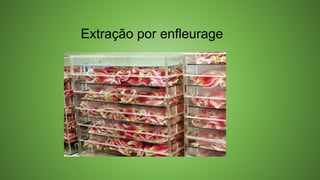 Extração por enfleurage
 