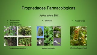 Propriedades Farmacológicas
Ações sobre SNC:
• Estimulante
• Depressora
• Convulsivante
• Sedativo • Psicotrópico
Cinnamomum camphora L. Melissa officinalis Myristica fragans Houtt
 