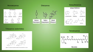 Monoterpenos Diterpenos
Tetraterpenos
Sesquiterpenos
Triterpenos (esteróides)
 