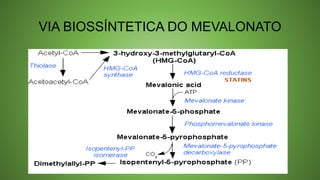 VIA BIOSSÍNTETICA DO MEVALONATO
 