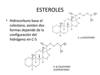 ESTEROLES                                              H3C          22        24         CH3
                                                                                      21                              26
                                                                                           20         23        25
                                                                                     CH3
                                                                                     18          H
• Hidrocarburo base el
                                                                               12
                                                                                           17                   CH3
                                                                         11          13                         27
                                                                   CH3         H                16

  colestano, existen dos                             2
                                                              1    19
                                                                   10
                                                                         9
                                                                               8
                                                                                     14
                                                                                           15


  formas depende de la                               3             5
                                                                         H
                                                                               7
                                                                                     H


  configuración del
                                                              4          6
                                                                   H
                                                                                                5- α COLESTANO
  hidrógeno en C-5
                                   H3C          22            24         CH3
                                     21                                  26
                                          20             23        25
                                    CH3
                                    18          H
                              12
                                          17                       CH3
                         11         13                             27
                   CH3        H                16
               1   19    9          14
                                          15
           2       10         8
                         H          H
           3       5          7
               4         6                               5- β COLESTANO
                   H                                     (COPROSTANO)
 